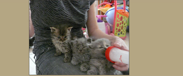 kittens selkirk rex