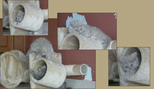 selkirk rex