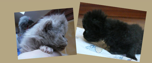 selkirk rex kittens