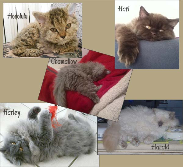 Selkirk rex LH