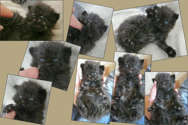 Selkirk rex black LH