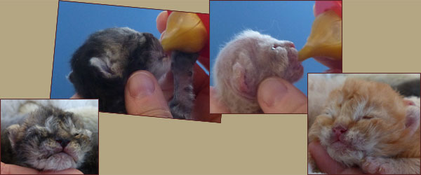 Selkirk rex babies