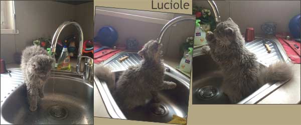 Luciole