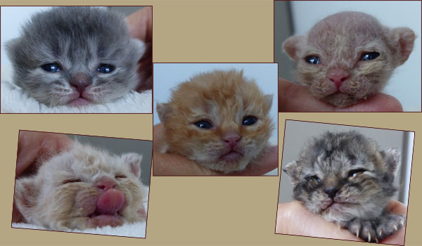 selkirk rex kitten