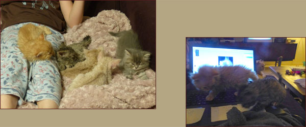 selkirk rex babies