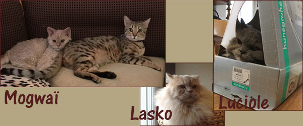 Mogwai, Lasko, Luciole