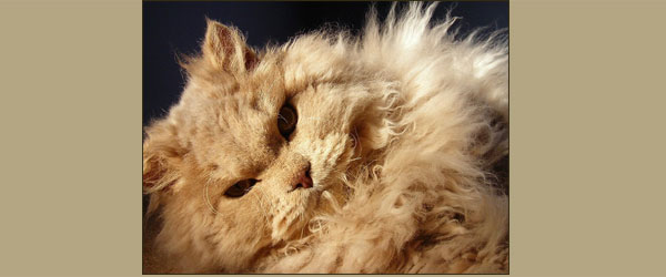 Selkirk rex lilac LH