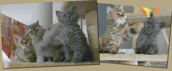 Babies Selkirk Rex LH