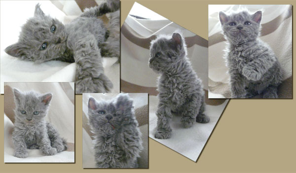 Blue kitten Selkirk rex LH