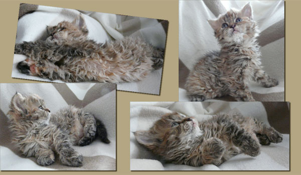 Black tortie tabby kitten Selkirk rex LH