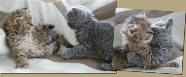 Kittens Selkirk rex LH