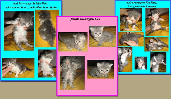 Babies Selkirk Rex LH