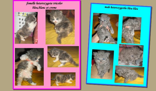 Babies Selkirk Rex LH