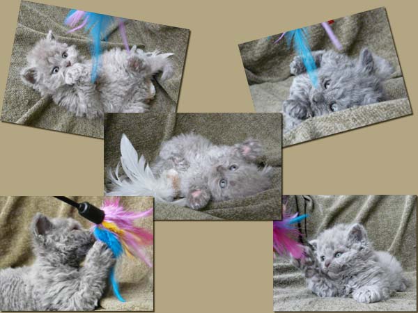 Selkirk rex LH