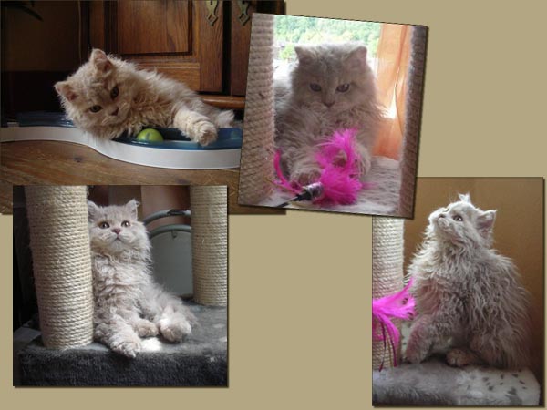 Fidji (Selkirk rex LH lilac)