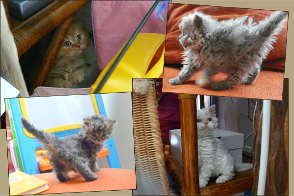 Kitten Selkirk rex LH