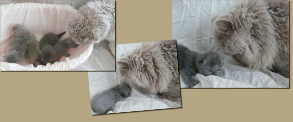 babies selkirk rex