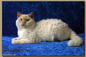 Calicurl's Frank