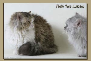 Countrycurl's Tiger Lilly et Abracadabra de la Fontaine Mamoine